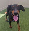 adoptable Dog in  named *LILY