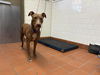 adoptable Dog in camarillo, CA named *FELICIA
