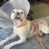 adoptable Dog in camarillo, CA named CASPER
