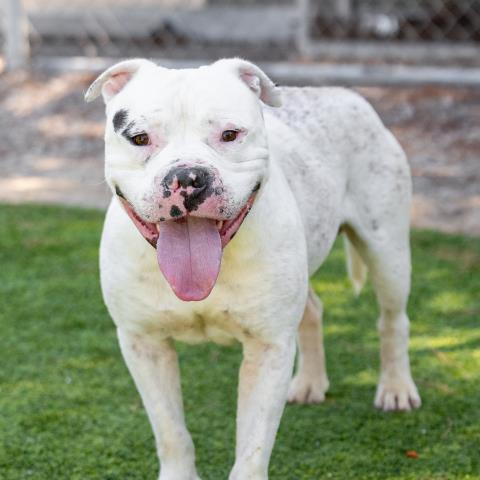 CASPER - American Pit Bull Terrier available for adoption