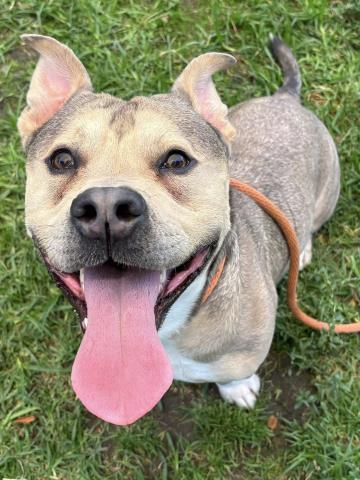 adoptable Dog in Camarillo, CA named MAJIN BUU