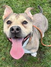 adoptable Dog in camarillo, CA named MAJIN BUU
