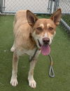 adoptable Dog in camarillo, CA named *RIPKIN
