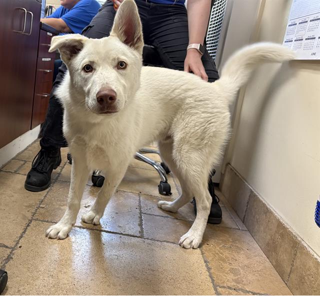 adoptable Dog in Camarillo, CA named COTTON