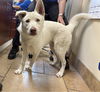 adoptable Dog in camarillo, CA named COTTON