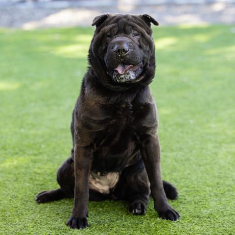 adoptable Dog in Camarillo, CA named *GRACIE