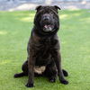 adoptable Dog in camarillo, CA named *GRACIE