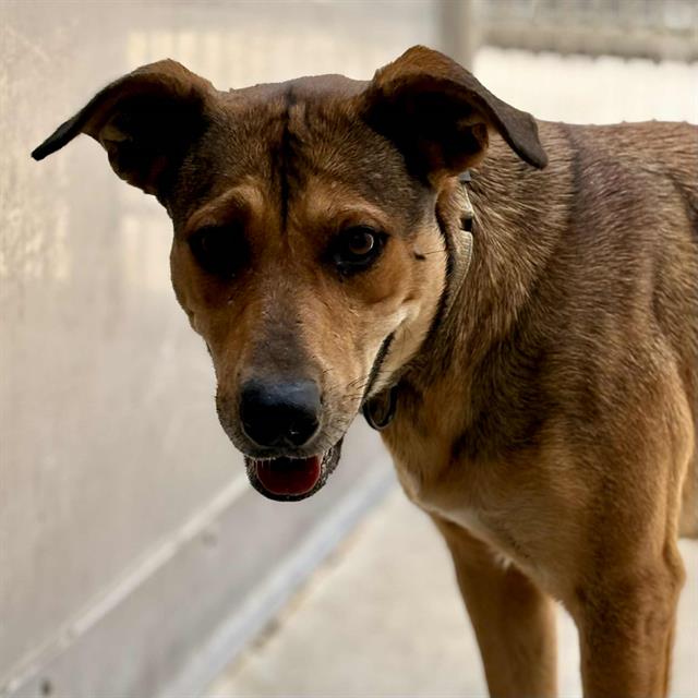adoptable Dog in Camarillo, CA named *CARLOTTA