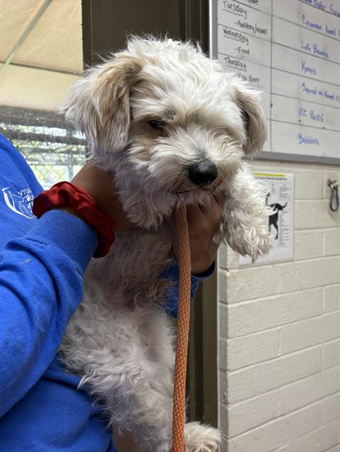adoptable Dog in Camarillo, CA named SHILO