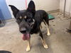 adoptable Dog in camarillo, CA named *ROBERTO
