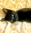 adoptable Cat in camarillo, CA named *GREEN