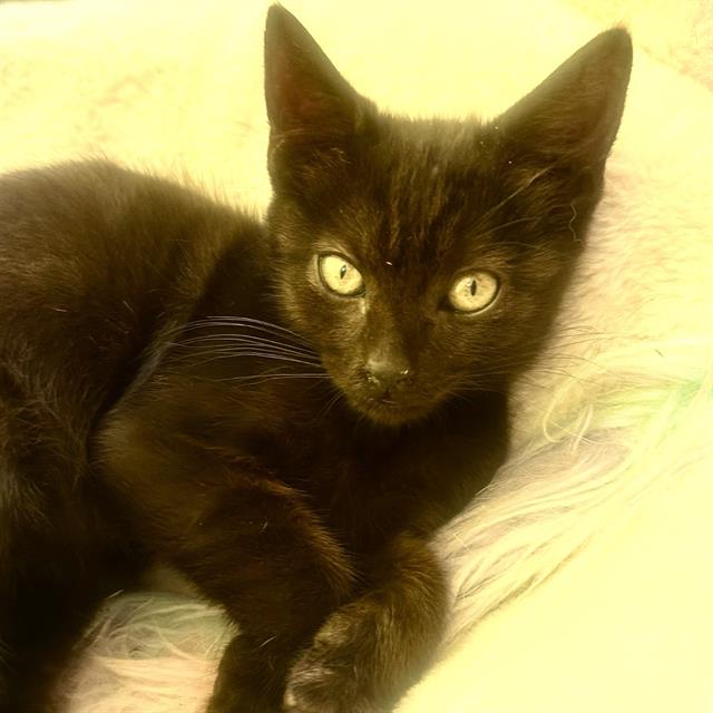 adoptable Cat in Camarillo, CA named *PINK