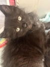 adoptable Cat in camarillo, CA named *SILVER