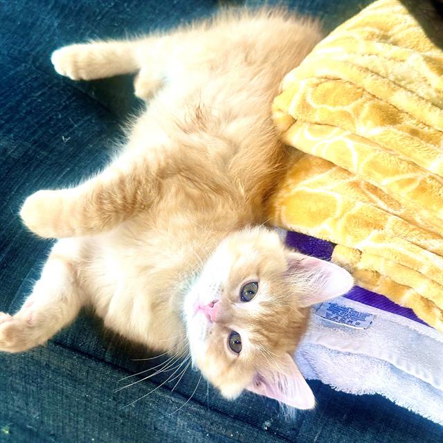 adoptable Cat in Camarillo, CA named *ORANGE