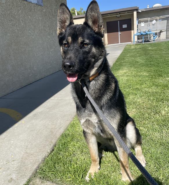 adoptable Dog in Camarillo, CA named LOBO