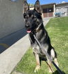 adoptable Dog in camarillo, CA named LOBO