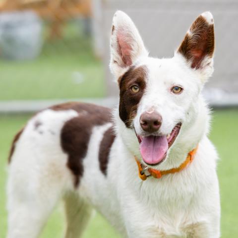 adoptable Dog in Camarillo, CA named SAMMY