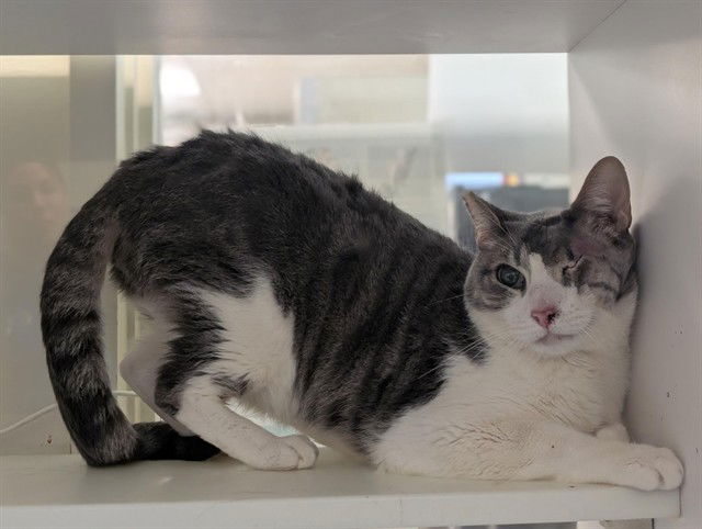 adoptable Cat in Camarillo, CA named *CHARLEY
