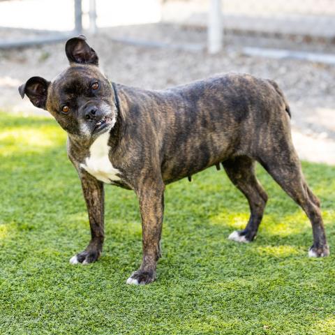 adoptable Dog in Camarillo, CA named PENELOPE