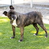 adoptable Dog in camarillo, CA named PENELOPE