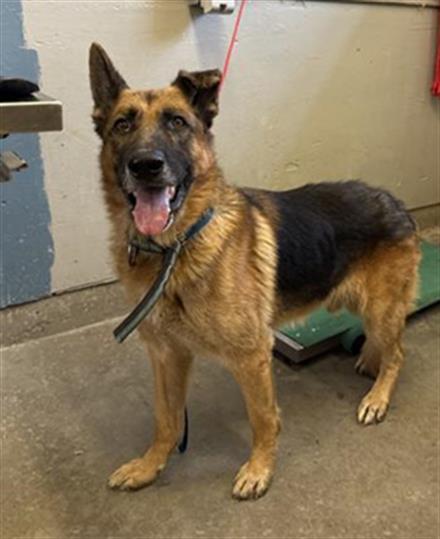adoptable Dog in Camarillo, CA named *MORITZ