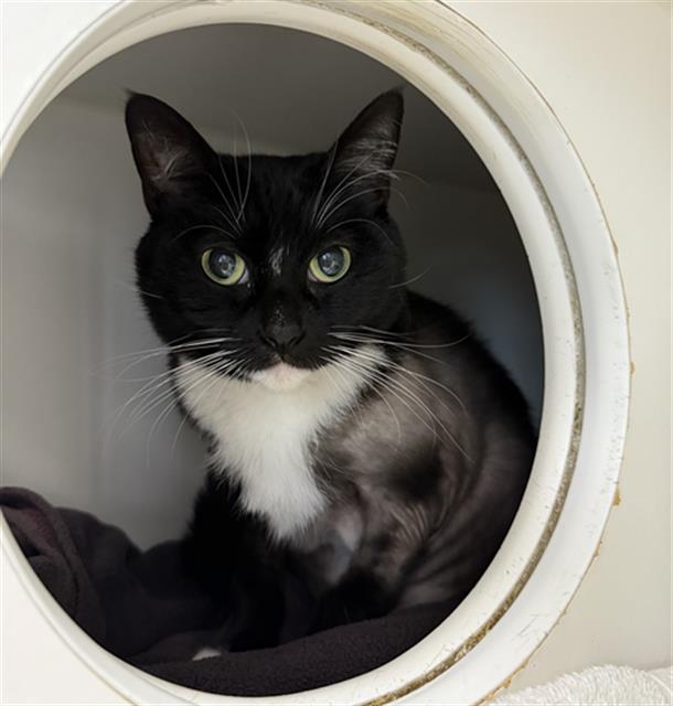 adoptable Cat in Camarillo, CA named *SABRINA