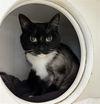 adoptable Cat in camarillo, CA named *SABRINA