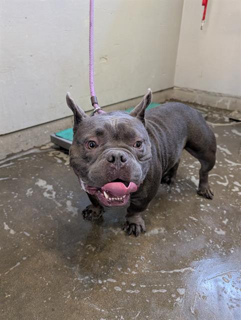 adoptable Dog in Camarillo, CA named FRANK