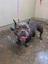 adoptable Dog in camarillo, CA named FRANK