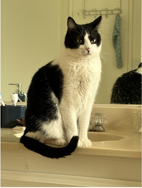adoptable Cat in Camarillo, CA named FREYA