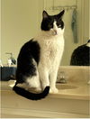 adoptable Cat in camarillo, CA named FREYA