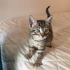 adoptable Cat in camarillo, CA named *TIGER