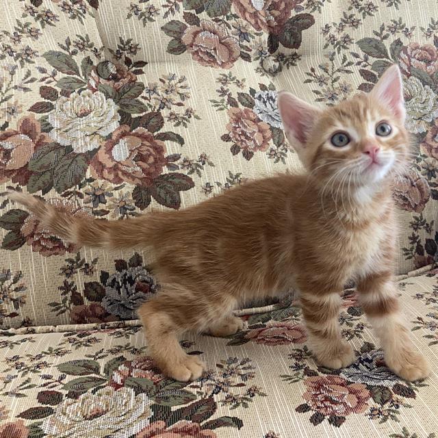 adoptable Cat in Camarillo, CA named *SIMBA