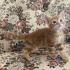 adoptable Cat in Camarillo, CA named *SIMBA