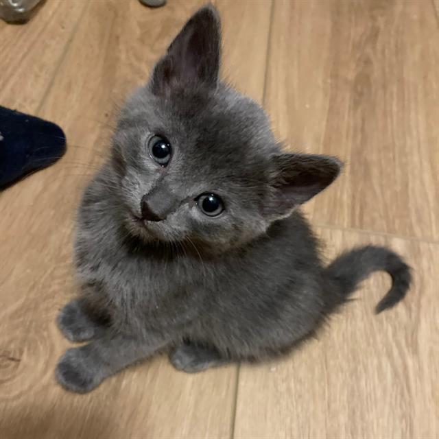adoptable Cat in Camarillo, CA named *DOLLY