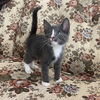 adoptable Cat in camarillo, CA named *SOCKS