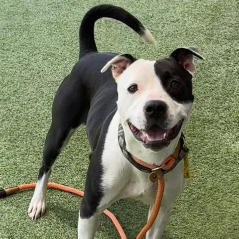 adoptable Dog in Camarillo, CA named STAR