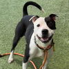 adoptable Dog in camarillo, CA named STAR