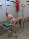 adoptable Dog in camarillo, CA named COWBOY