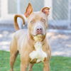 adoptable Dog in  named COWBOY