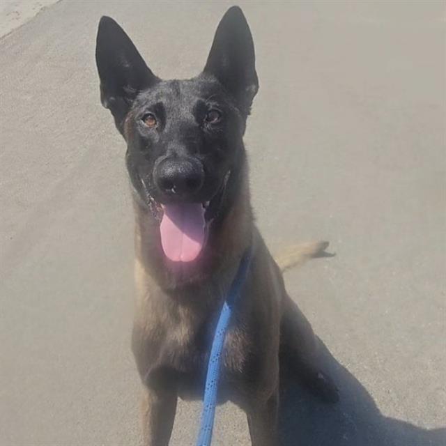 adoptable Dog in Camarillo, CA named *ARMEN