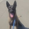 adoptable Dog in  named *ARMEN