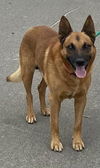 adoptable Dog in camarillo, CA named *TURNER