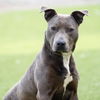 adoptable Dog in camarillo, CA named KIP