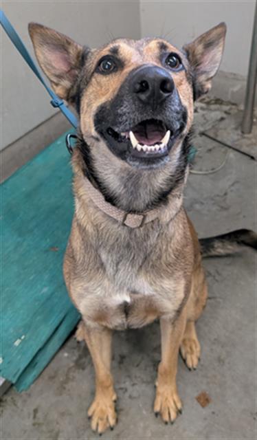 adoptable Dog in Camarillo, CA named *FINIAN
