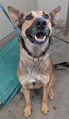 adoptable Dog in camarillo, CA named *FINIAN