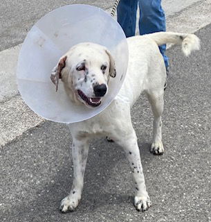 adoptable Dog in Camarillo, CA named *BLIZZARD