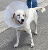 adoptable Dog in Camarillo, CA named *BLIZZARD