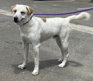 adoptable Dog in Camarillo, CA named *COPPER