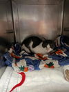 adoptable Cat in camarillo, CA named *GUS